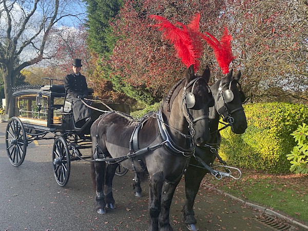 Hickton Family Funeral Directors Birmingham have a traditional hearse pulled by horses.